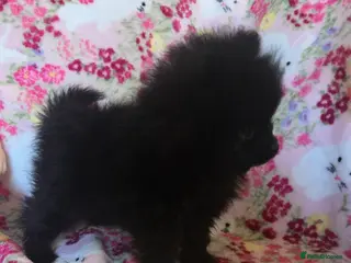 Pomeranian dogs Only one Beautiful little girl left - Advert 4