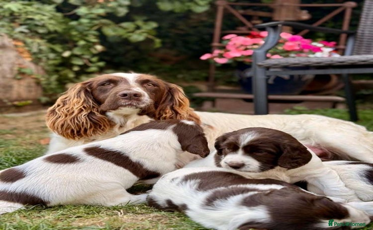 English Springer Spaniel dogs - Advert 14