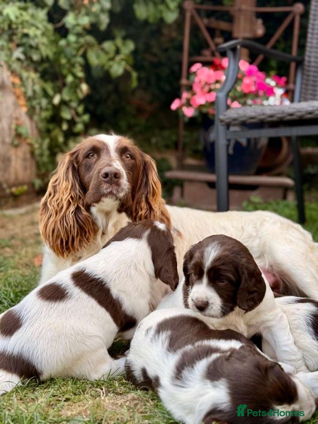 English Springer Spaniel dogs for sale: Spring spaniels - Image 1