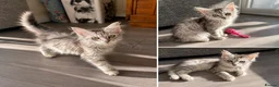 Maine Coon cats for sale: GCCF Maine Coone's, test, Vacc, papers & vet check - Advert 6