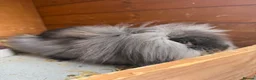 Mini Lion Lop rabbits for sale: Mini lion lop rabbit 14 weeks old - Advert 3