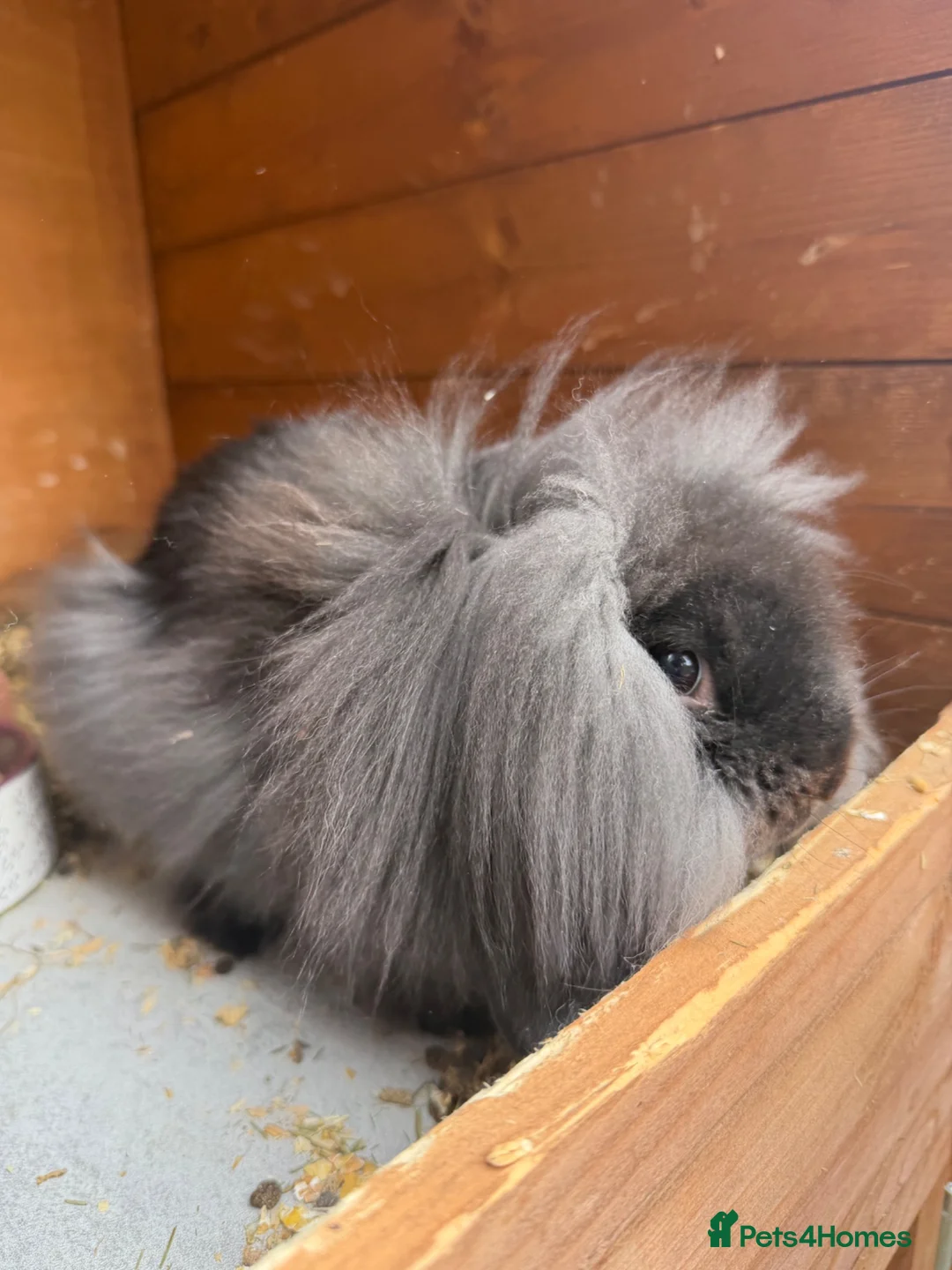 Mini Lion Lop rabbits for sale: Mini lion lop rabbit 14 weeks old - Advert 3