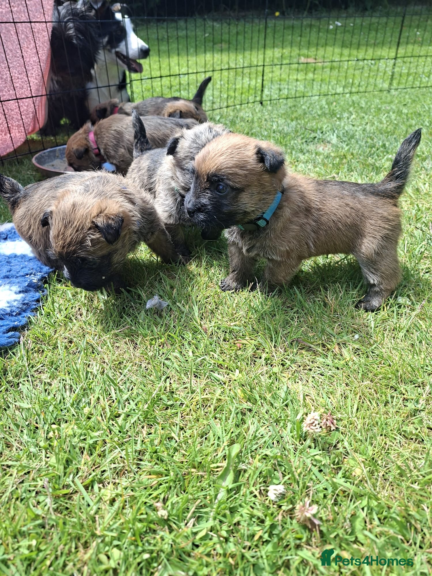 Cairn Terrier dogs Cairn Terrier Puppies for sale  - Advert 17