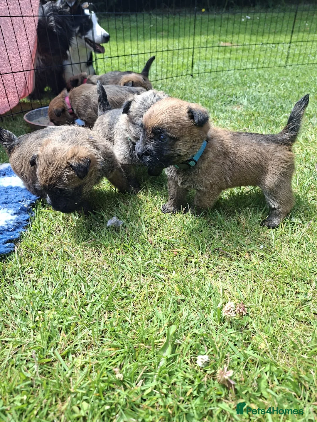 Cairn Terrier dogs for sale: Cairn Terrier Puppies for sale  - Advert 1