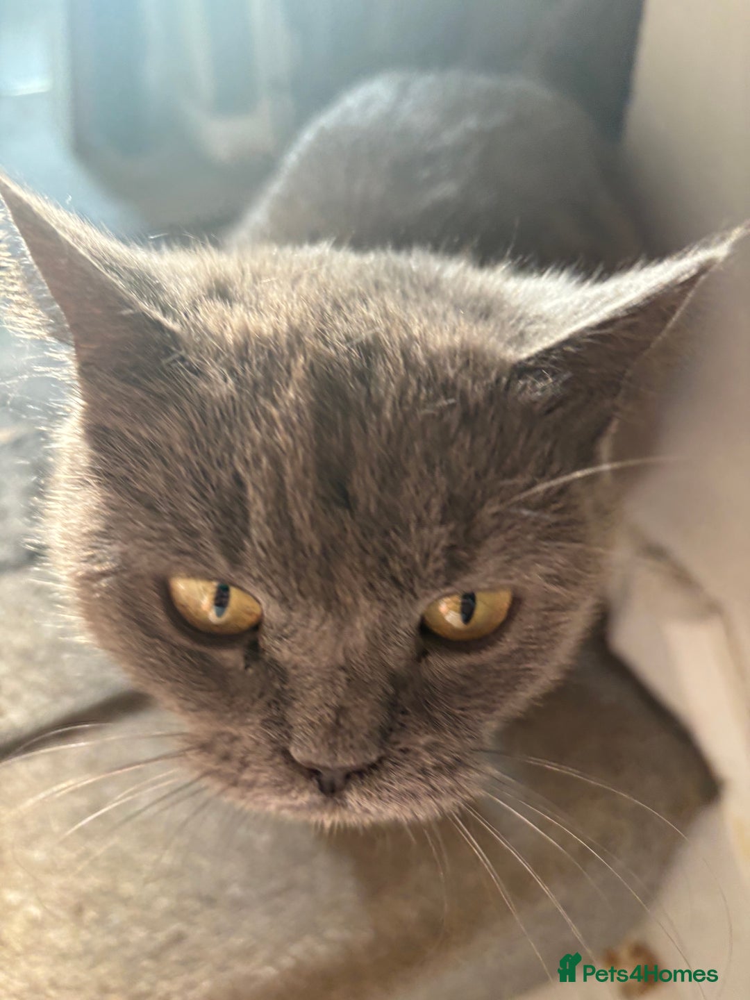 British Shorthair cats for sale: Still available male BSH kitten, Ready now!!! - Image 5