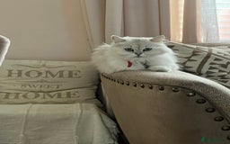 British Longhair cats for sale: British Longhair kittens mix - Advert 1