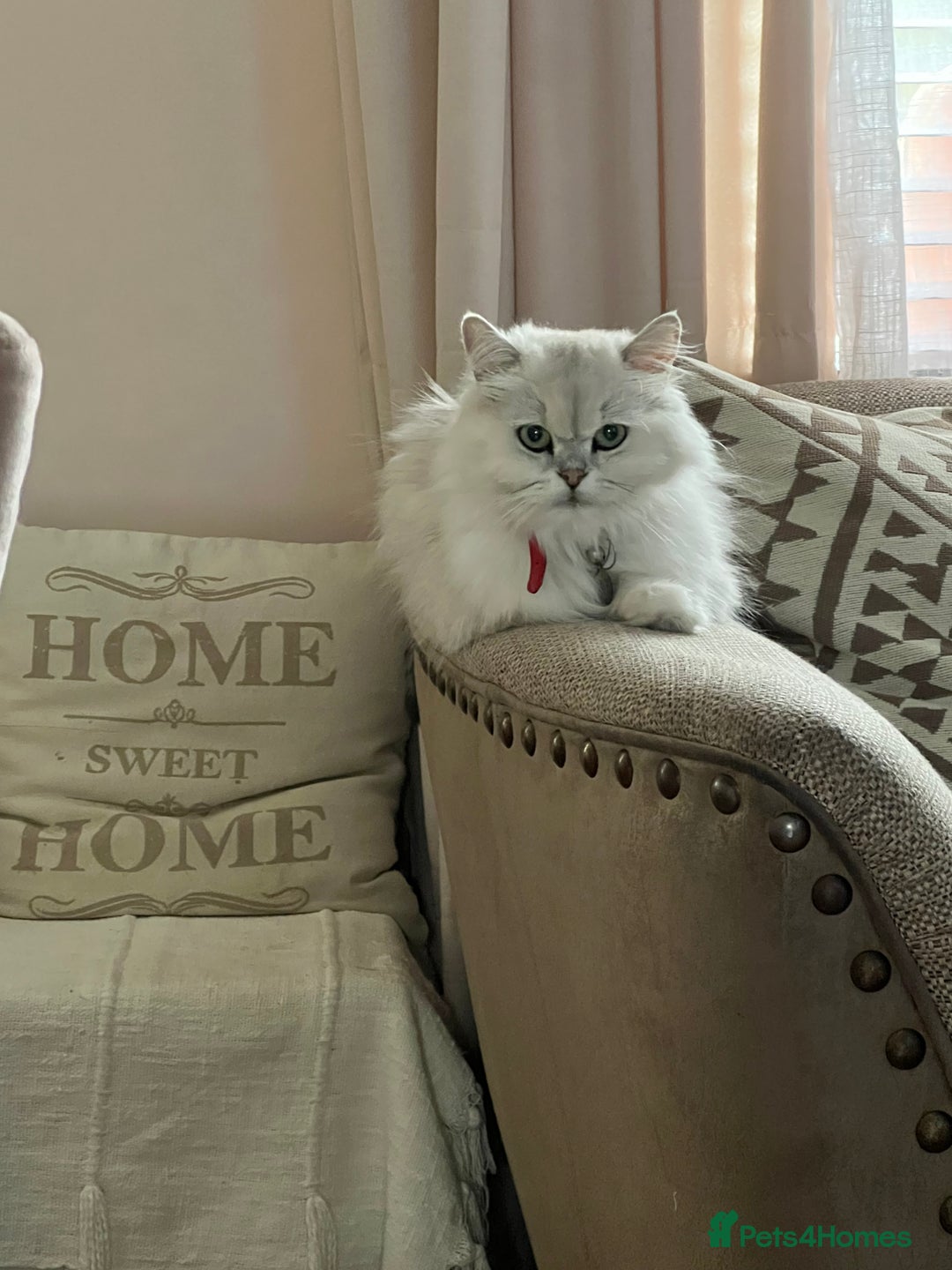 British Longhair cats for sale: British Longhair kittens mix - Advert 1