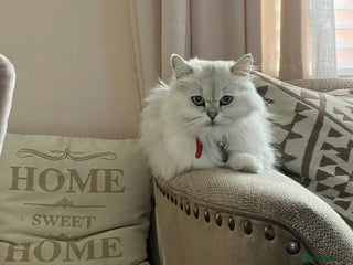 British Longhair cats for sale: British Longhair kittens mix - Advert 1