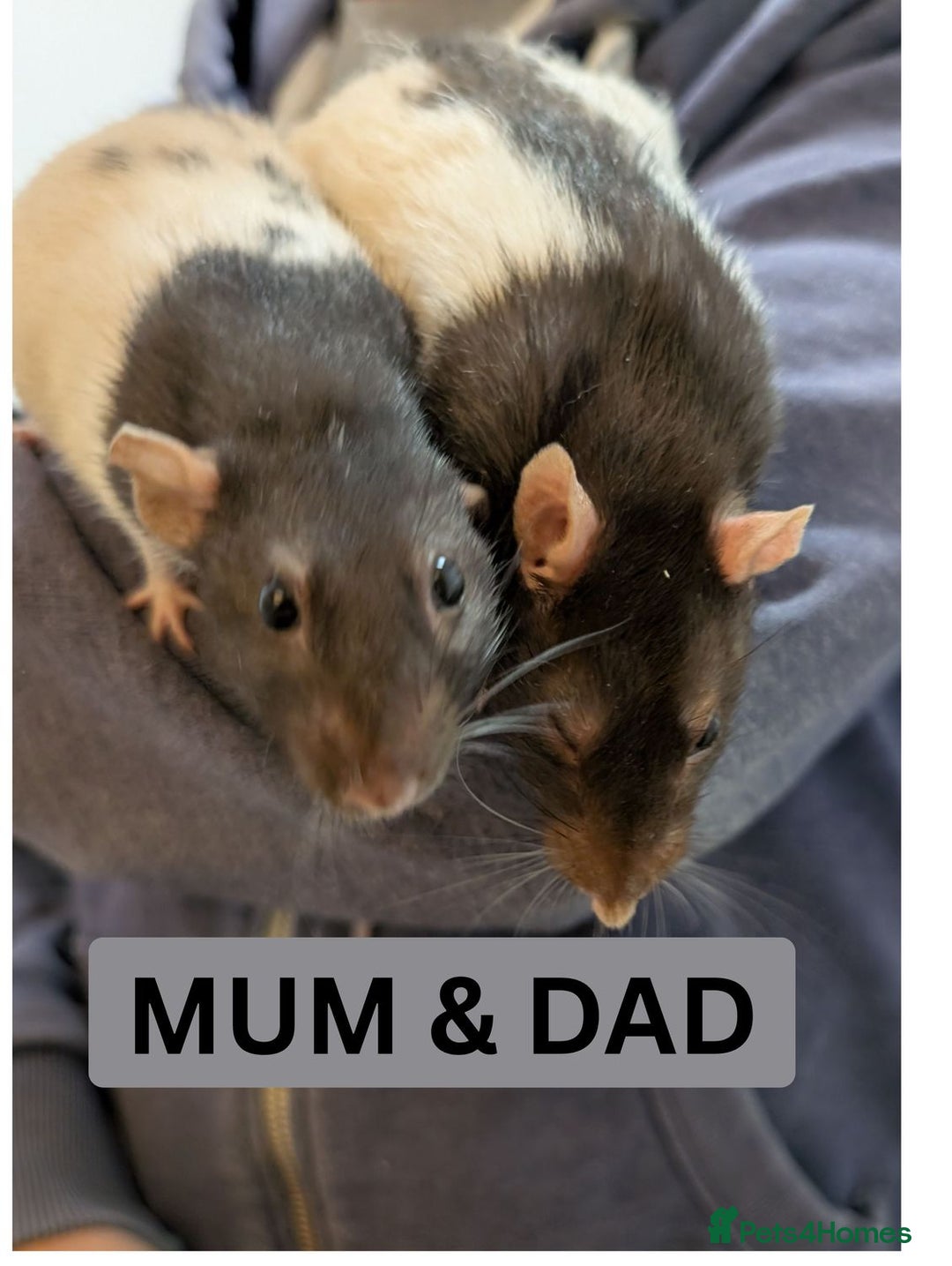 Rat rodents for sale: Baby Male and Female Rats - Advert 2