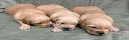 Golden Retriever dogs for sale: Golden retriever puppies ❤️ - Advert 10
