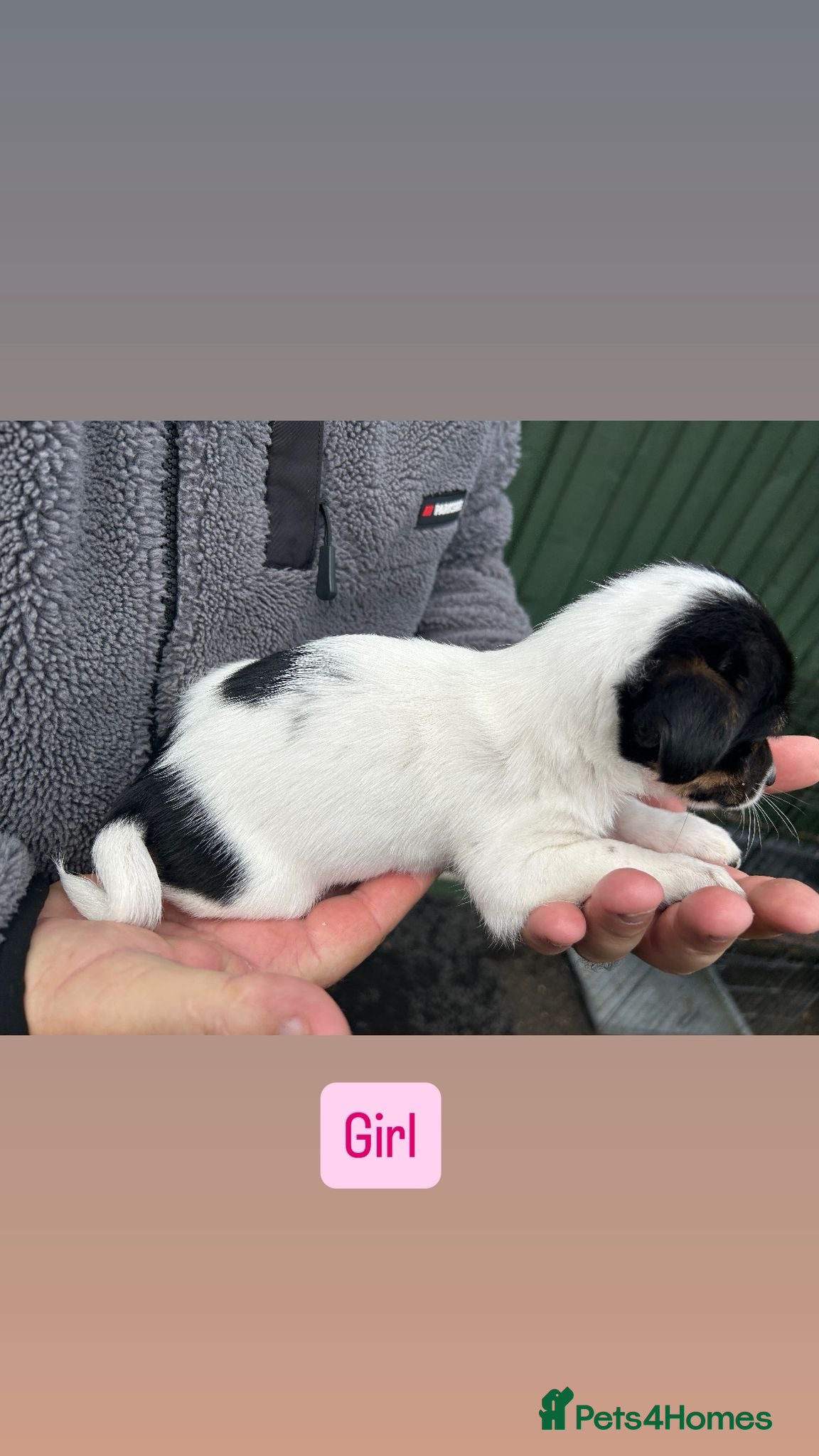 Jack Russell dogs for sale: Jack Russell puppies  in Oxford - Advert 10