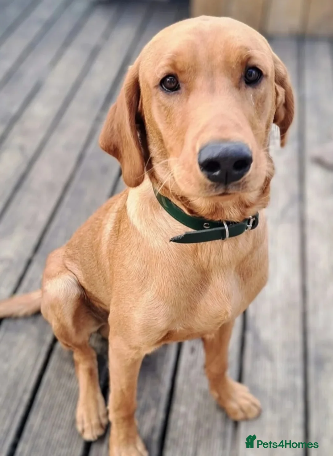 Labrador Retriever dogs for sale: Confirmed pregnancy - registering interest. - Advert 5