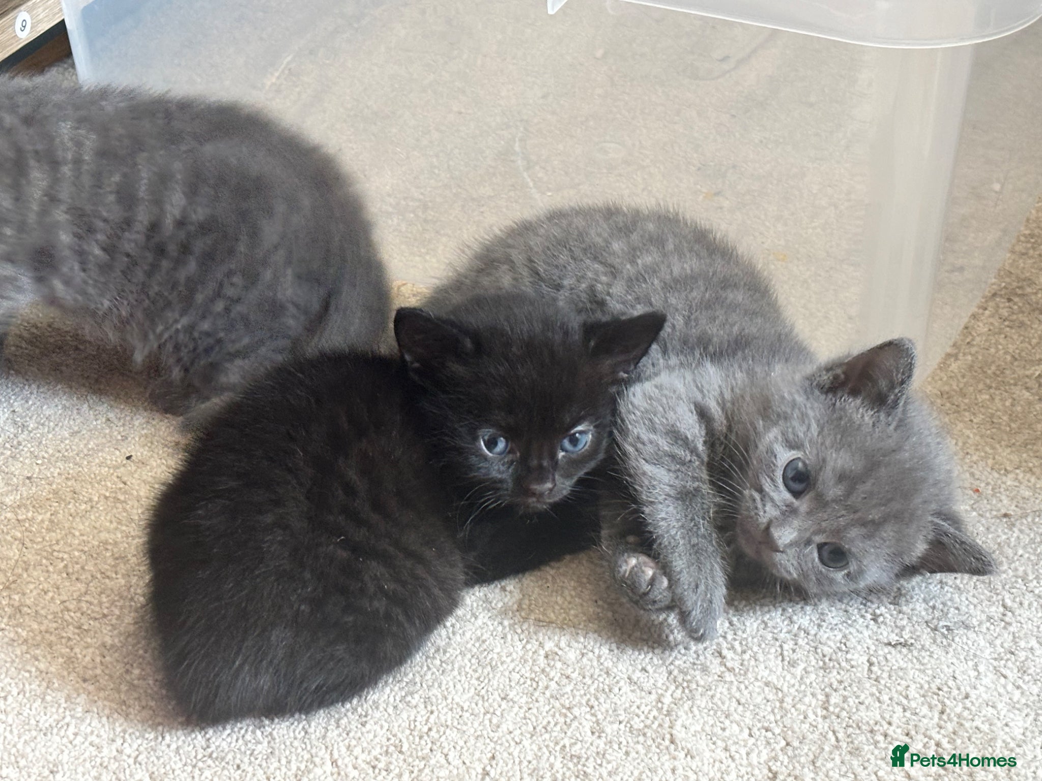 British Shorthair cats British Shorthair Kittens - Advert 1