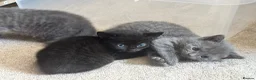 British Shorthair cats for sale: British Shorthair Kittens in Halesowen - Advert 1