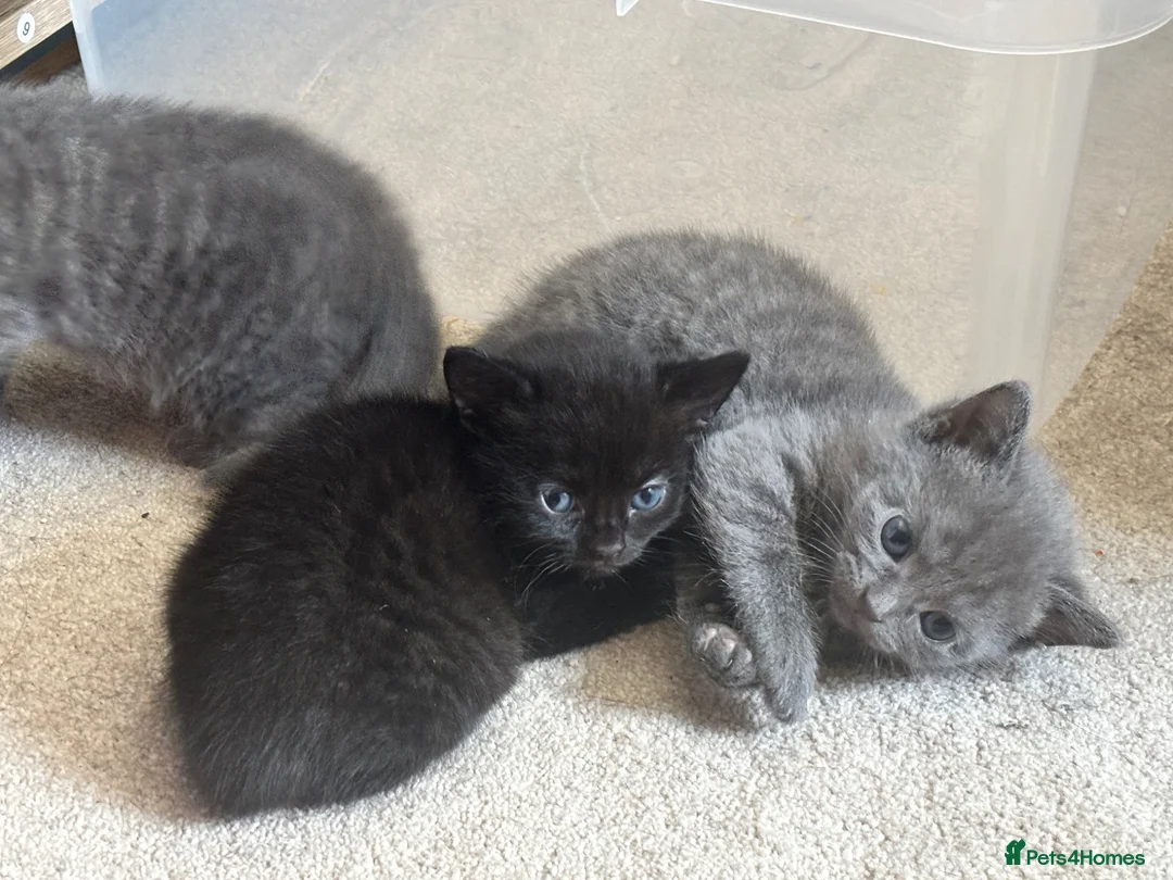 British Shorthair cats for sale: British Shorthair Kittens in Halesowen - Advert 1