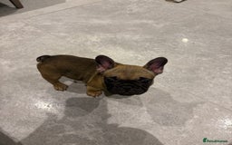 French Bulldog dogs for sale: Beautiful French fawn bulldog  - Image 4