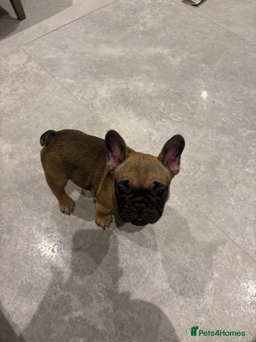 French Bulldog dogs for sale: Beautiful French fawn bulldog  - Image 4