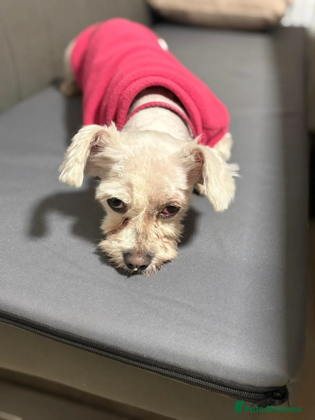 Mixed Breed dogs for adoption: Alvina  in Birmingham - Advert 2