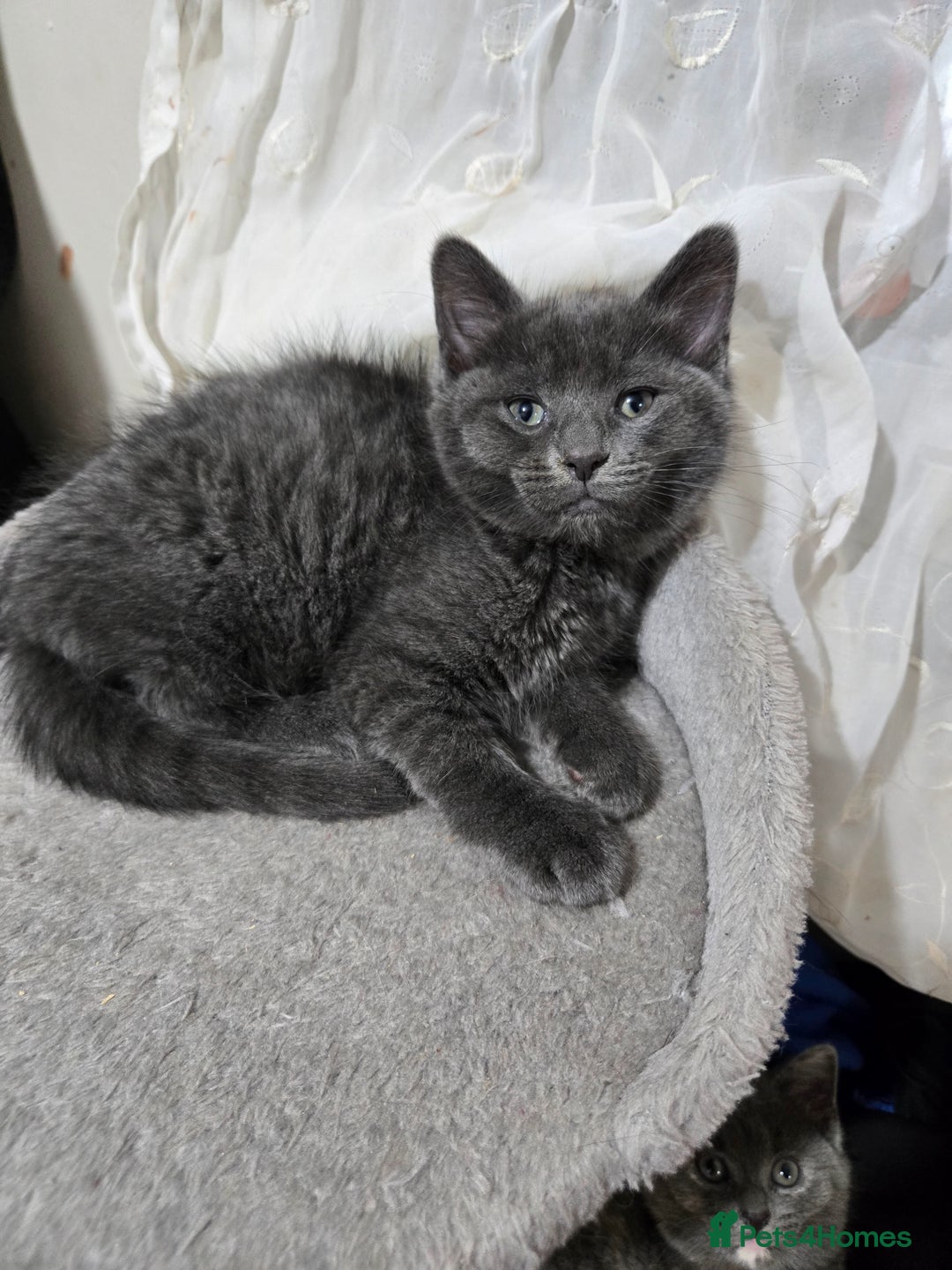 British Shorthair cats for sale: Beautiful litter of five ready for their new homes - Advert 6