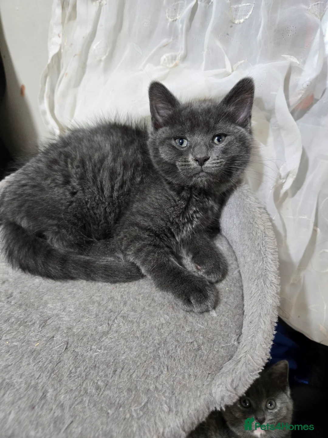 British Shorthair cats for sale: Beautiful litter of five ready for their new homes - Advert 6