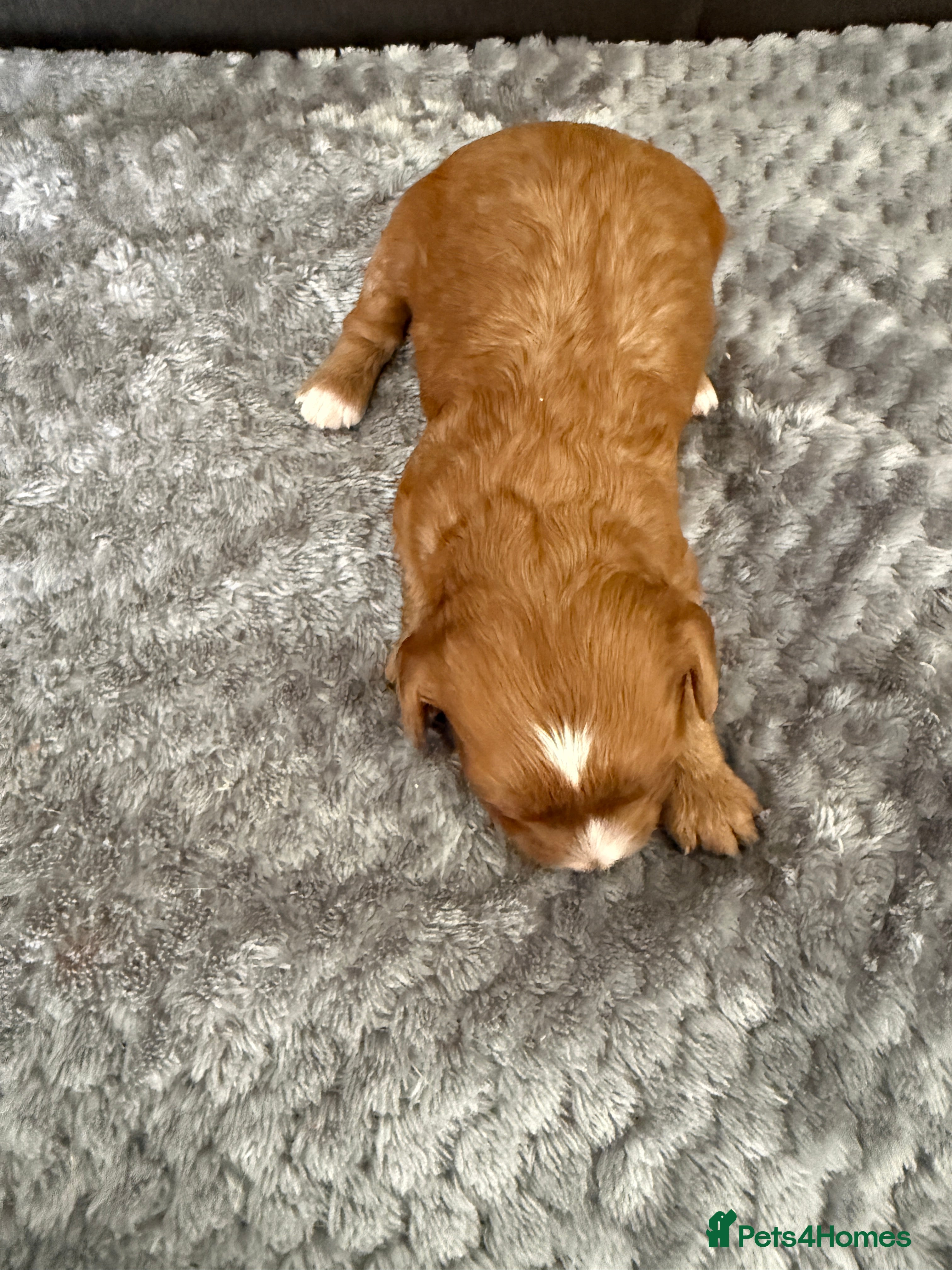 Cavapoo dogs Cavapoo f1 health tested 5* incensed  - Advert 2