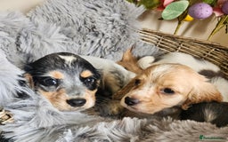 Cocker Spaniel dogs for sale: Well bred, rare coloured, working cocker spaniels - Image 8