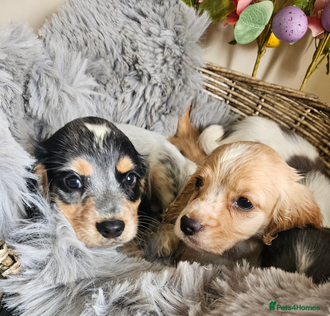 Cocker Spaniel dogs for sale: Well bred, rare coloured, working cocker spaniels - Image 8