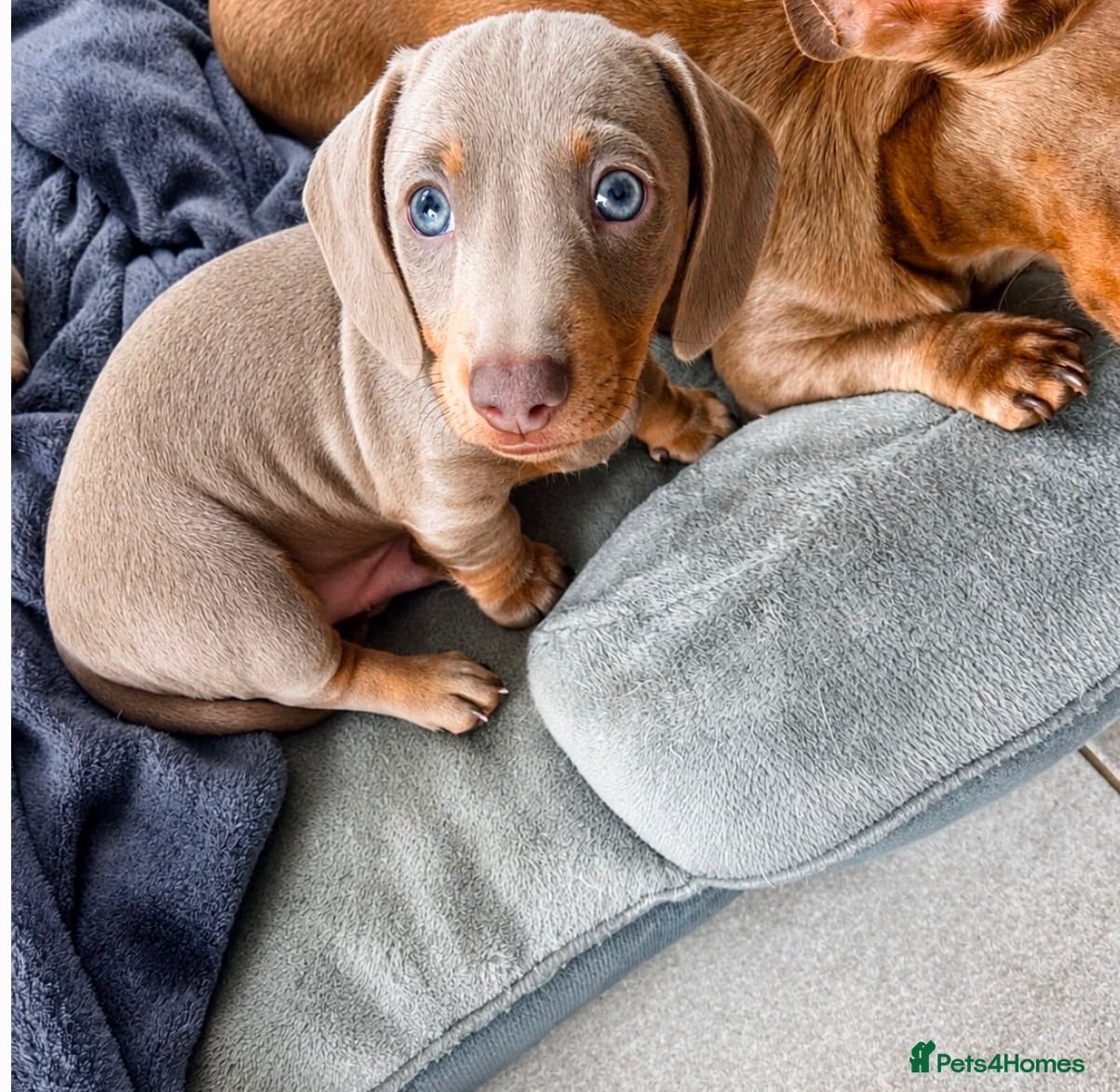 Miniature Dachshund dogs Miniature Dachshunds KC  - Advert 1
