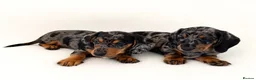 Miniature Dachshund dogs for sale: 5★ LICENSED BREEDER • KC REG BOYS READY NOW  - Advert 15