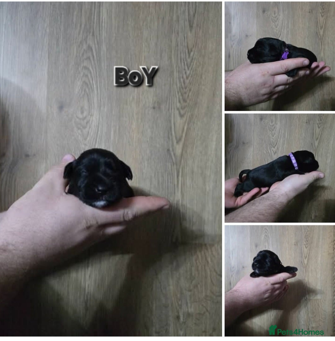 Miniature Schnauzer dogs for sale: 3 puppys left -KC - Miniature Schnauzer Puppies - Image 11