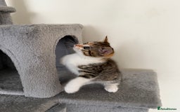 Mixed Breed cats for sale: 🐾 Adorable Kittens Looking for Loving Homes! 🐾 - Image 19
