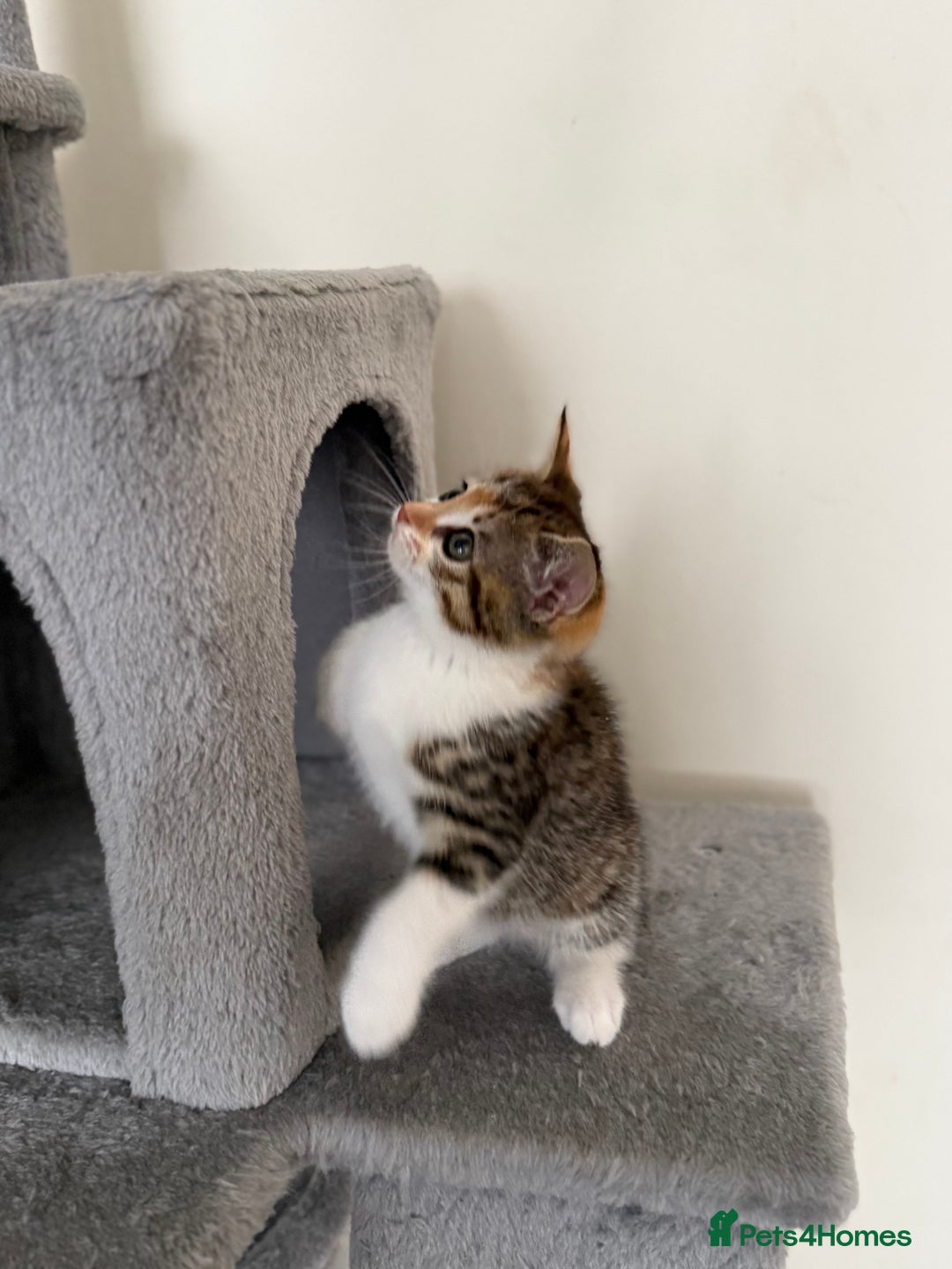 Mixed Breed cats for sale: 🐾 Adorable Kittens Looking for Loving Homes! 🐾 - Image 19
