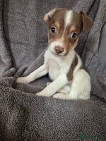 Jack Russell dogs Jack russel puppies - Advert 1