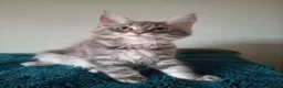 Maine Coon cats for sale: TICA registered Maine coon kittens - Advert 9