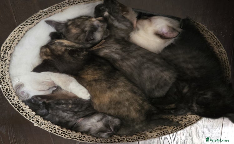 Mixed Breed cats - Advert 4
