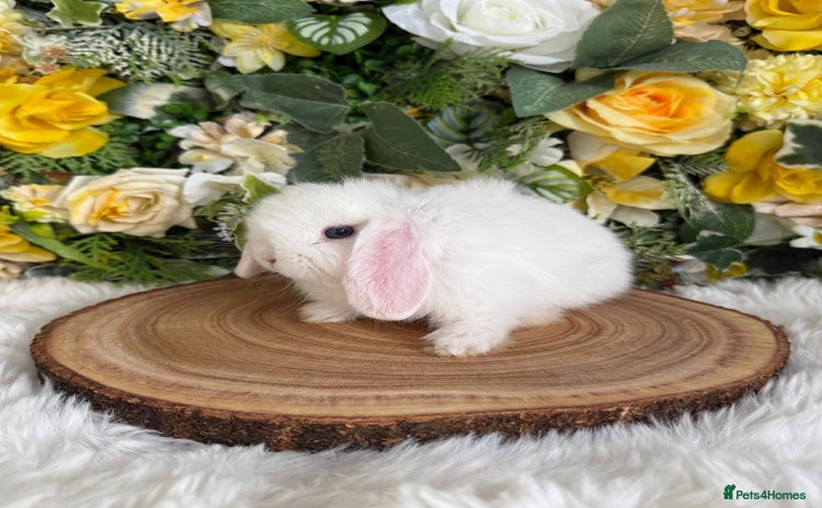 Mini Lop rabbits - Advert 6