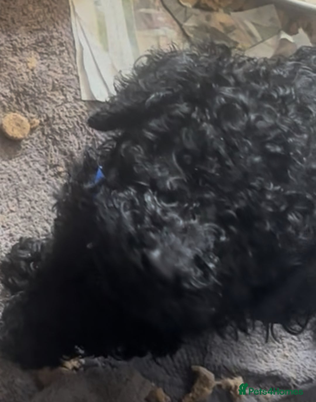 Standard Poodle dogs for sale: Standard poodle puppies - Image 10
