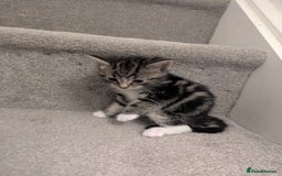 Mixed Breed cats for sale: Adorable kittens looking for a forever home - Image 5
