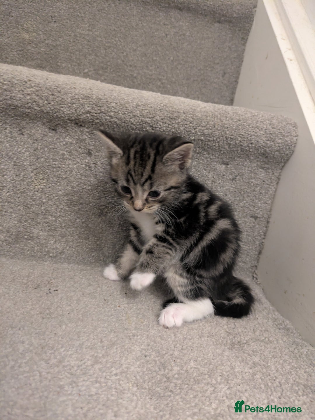 Mixed Breed cats for sale: Adorable kittens looking for a forever home - Image 5