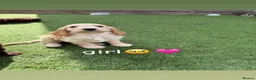 Cockapoo dogs for sale: Cockapoo puppies😍 in Wednesbury - Advert 4