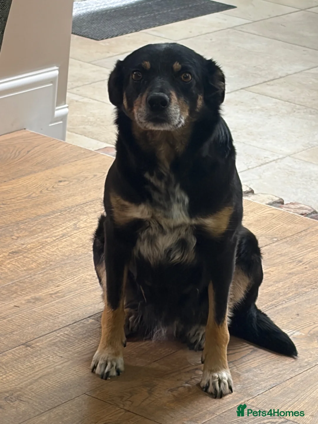 Mixed Breed dogs for sale: Beautiful Tri coloured pups - Advert 2