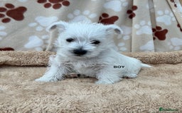 West Highland Terrier dogs for sale: 1 WESTiE BOY AVAILABLE!! - Image 5