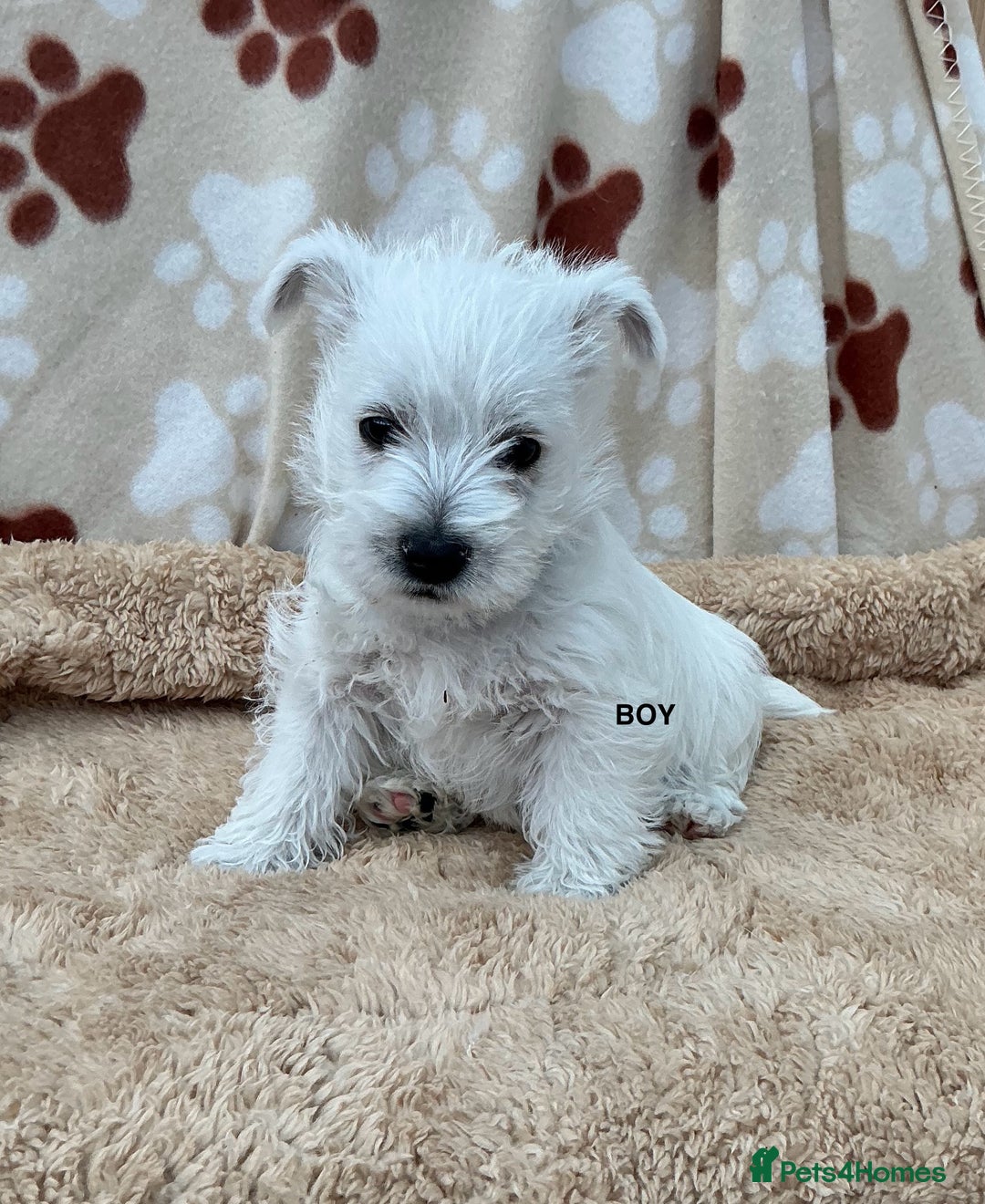 West Highland Terrier dogs for sale: 1 WESTiE BOY AVAILABLE!! - Image 5