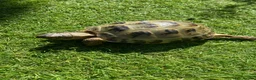 Tortoise reptiles for sale: Horsefield totoise in Runcorn - Advert 1