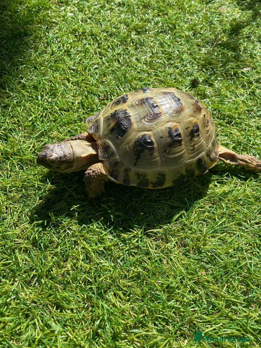 Tortoise reptiles for sale: Horsefield totoise in Runcorn - Advert 1