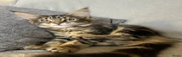 Maine Coon cats for sale: Maine coon kittens looking for new homes - Advert 3