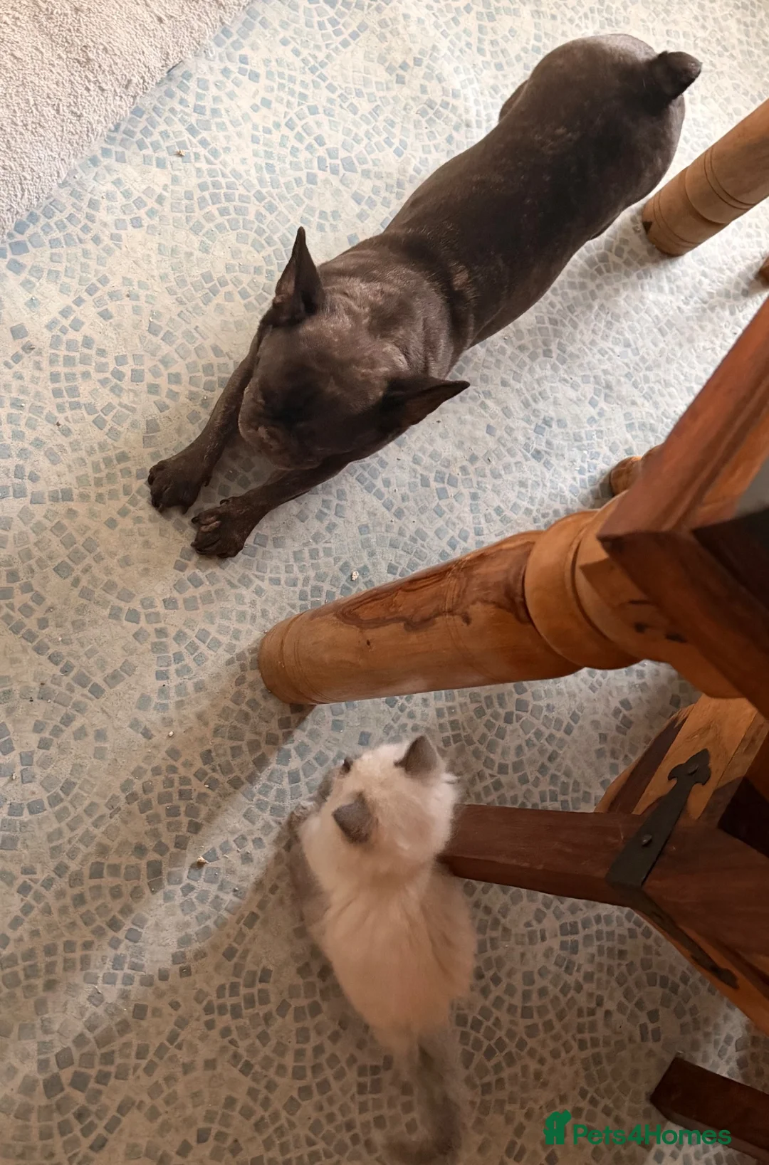 Ragdoll cats for sale: Chocolate point and blue pointed lynx ragdolls - Advert 2