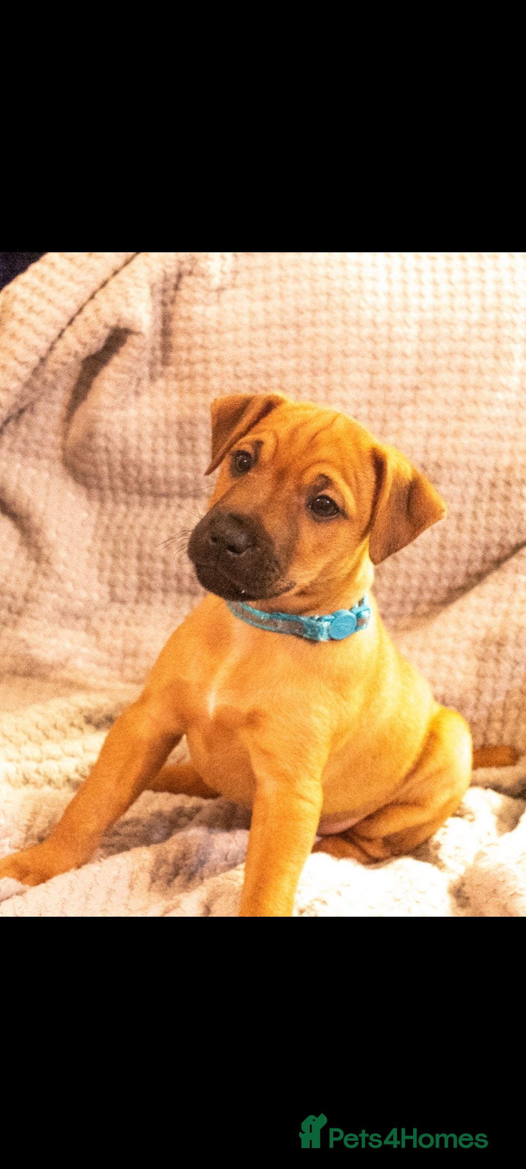 Patterdale Terrier dogs for sale: Patterdale Pups For Sale - Advert 12