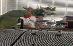 Ringnecks birds for sale: Alexandrine ringneck parrot  - Image 1