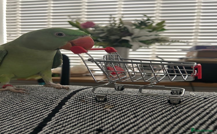 Ringnecks birds - Advert 1